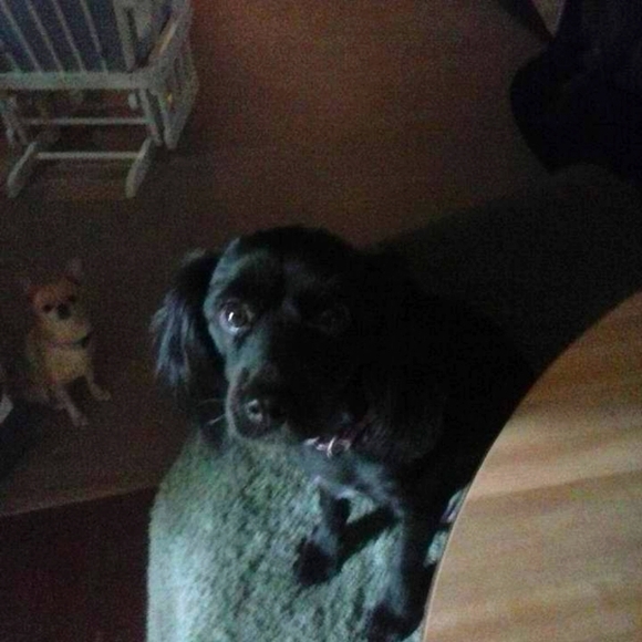 Meet your Posher, Brittany - Picture 1 of 1